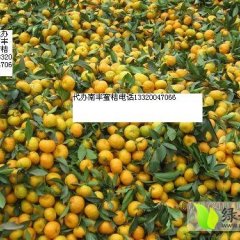 南丰市山唐玉林10月南丰贡桔柑橘
