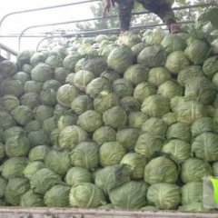 陕西华县中甘21甘蓝名优产品