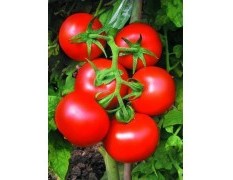 2014寿光番茄种子收购工作全面开展