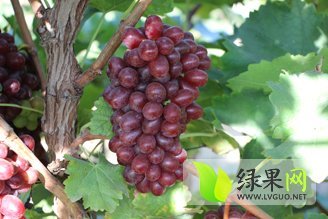 2014年河北阜城克伦生葡萄价格