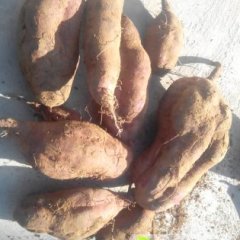 2014鹿泉红薯钱多人傻速来抢购