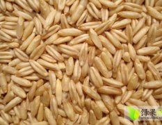 河北丰宁县大滩镇大营子 燕麦 大量出售（莜麦）