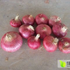 山东聊城冷库红皮洋葱 【二红扁形】