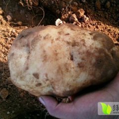 土豆价格实惠 个大均匀