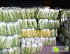 河北玉田大白菜百亩便宜卖免配货费装车费