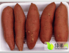2014红薯价格 河南红薯4毛一斤