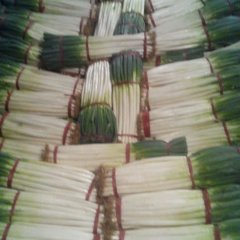 安丘大葱是名优特产,贺戈曹诚信合作