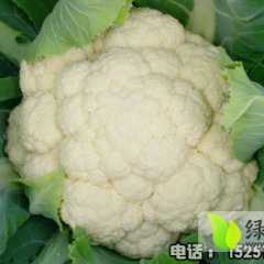 东台三仓裴俊祥9月白马王子菜花