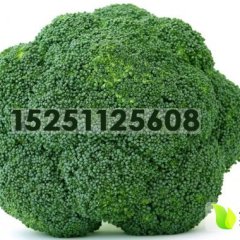 江苏东台西兰花火爆招商中