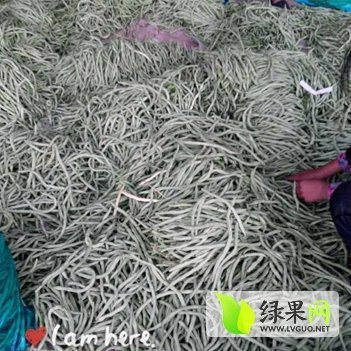 2014年山东莘县芸豆价格