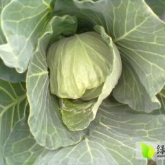 2014钟祥甘蓝抓住商机无限