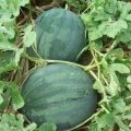 昌乐尧沟毛新杰10月花皮无籽西瓜