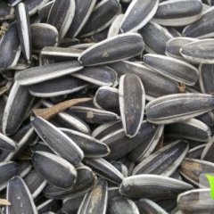 长岭广太王洪恩10月美葵SH363葵花