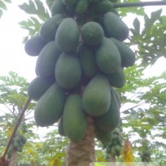 龙州其他蔬菜口感爽口,下冻易志强诚信合作