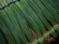 2015金乡蒜薹今年价格有看点