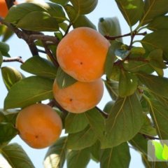 2014满城柿子值得出手