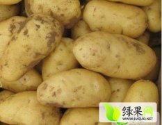 内蒙古多伦荷兰十五土豆营养丰富