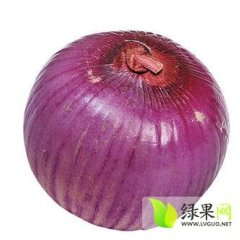 河南通许紫皮洋葱著名品种