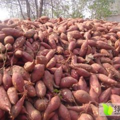 河北雄县双堂乐善庄红薯基地