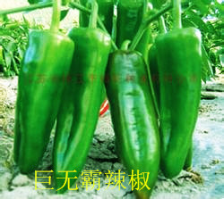 河南辣椒肉质好 色泽光鲜油亮 供应量大