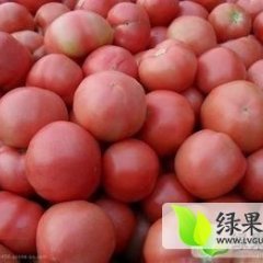 2014费县西红柿钱多人傻速来抢购