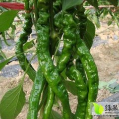 费县辣椒产销两旺,Xuez许凡诚信合作