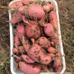 2014乐亭红薯收购工作全面开展