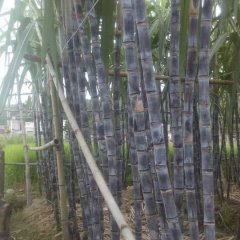 翁源龙仙余国权10月黑皮果蔗甘蔗