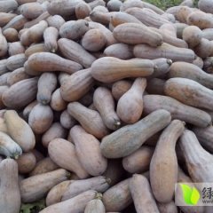 2014监利南瓜值得出手