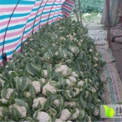 湖北天门银冠菜花上货量大