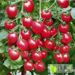 莘县西红柿著名品牌,妹仲王龙诚信合作