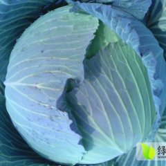 湖北嘉鱼扁包甘蓝名优产品
