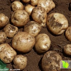 四子王旗吉生张睿智10月克新一号土豆