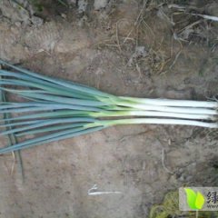 山东山东长白大葱质量上乘