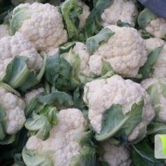 2014东昌府菜花抓住商机无限