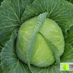 2014君山甘蓝钱多人傻速来抢购