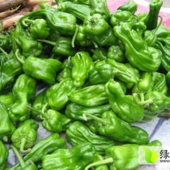 沭阳辣椒假一赔十潼阳陈先生诚信合作