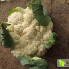 河南通许雪玉菜花早买早赚