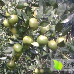 柳城蜜桔大量上市中