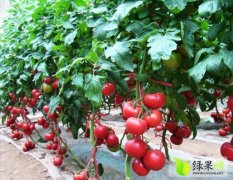 海阳西红柿是名优特产,开发石强诚信合作