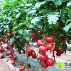 海阳西红柿是名优特产,开发石强诚信合作