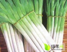 河北蠡县长白大葱名优产品