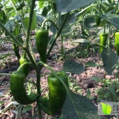 江苏建湖301辣椒早买早赚