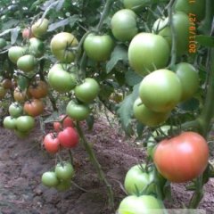 内黄亳城王大民4月巴萨、粉百丽西红柿