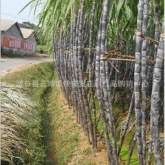 博白广西黎军10月黑皮果蔗甘蔗