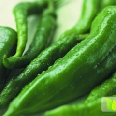 献县垒头高永江10月精品绿尖椒辣椒