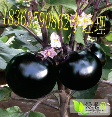 2014年山东莘县黑茄王价格