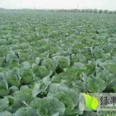 宜城甘蓝质量上乘王集李新建诚信合作