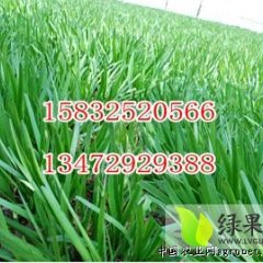 河北乐亭韭菜名扬天下,胡家坨镇李德志诚信合作