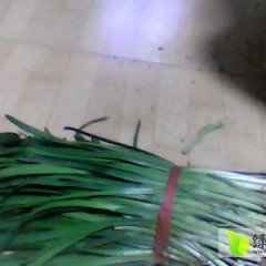 2014凌海韭菜再不来就没机会了！